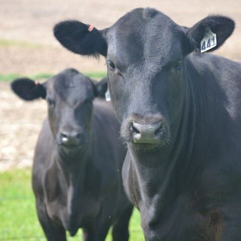 cc cattle on grass